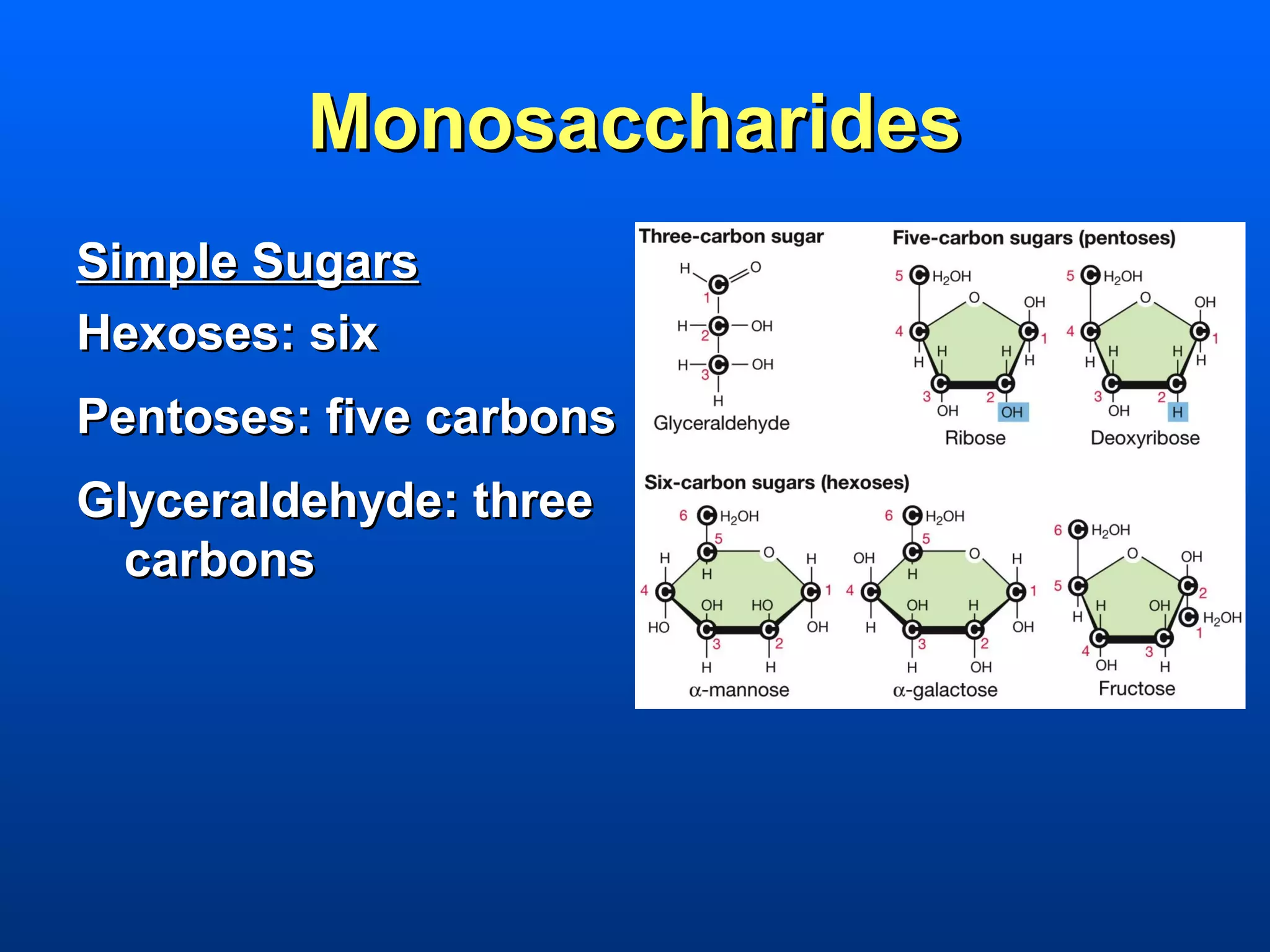 Monosaccharides
Simple Sugars
Hexoses: six
Pentoses: five carbons
Glyceraldehyde: three
  carbons
 