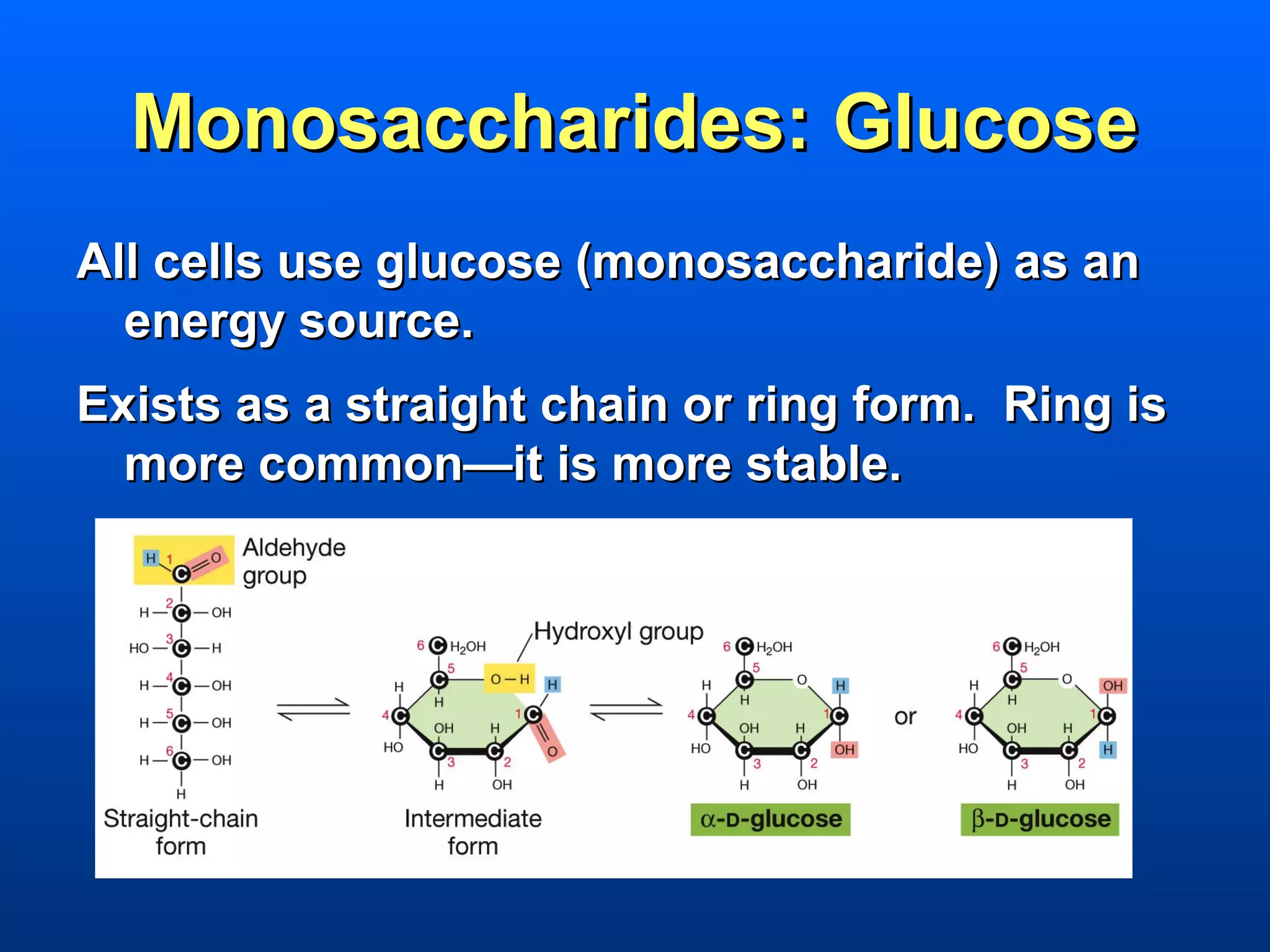 Monosaccharides: Glucose
All cells use glucose (monosaccharide) as an
  energy source.
Exists as a straight chain or ring form. Ring is
  more common—it is more stable.
 