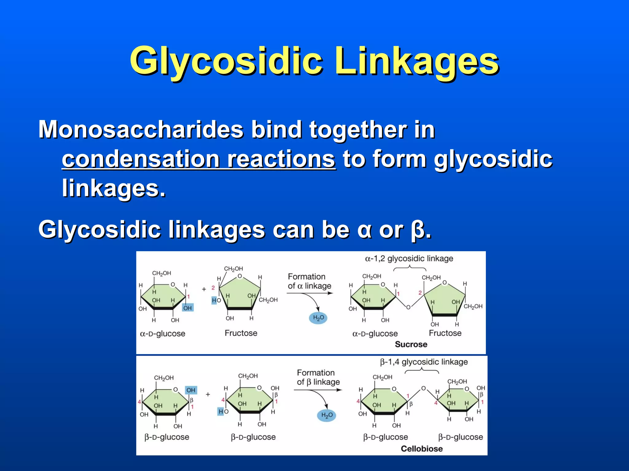 Glycosidic Linkages
Monosaccharides bind together in
 condensation reactions to form glycosidic
 linkages.
Glycosidic linkages can be α or β.
 
