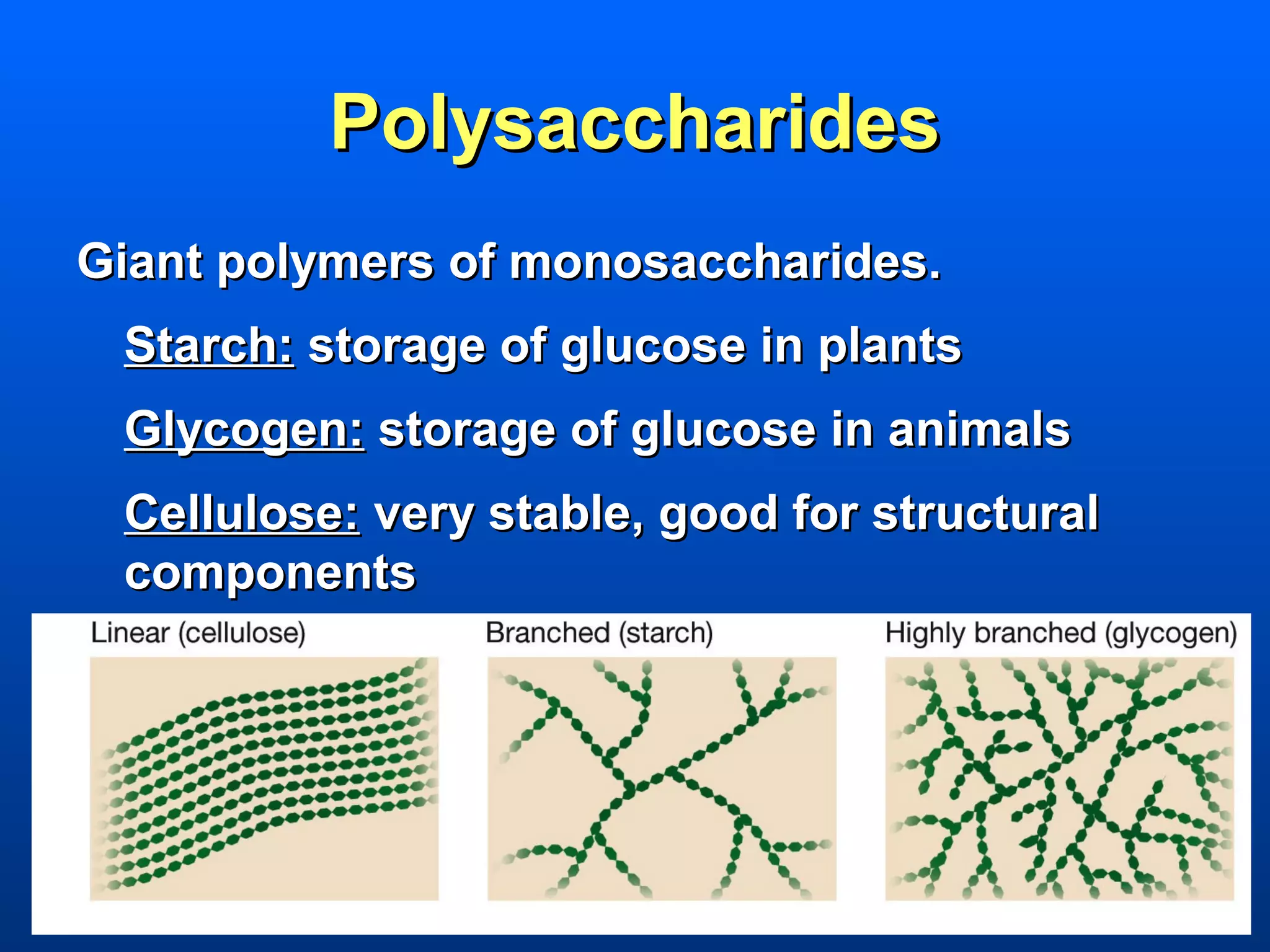 Polysaccharides
Giant polymers of monosaccharides.
 Starch: storage of glucose in plants
 Glycogen: storage of glucose in animals
 Cellulose: very stable, good for structural
 components
 