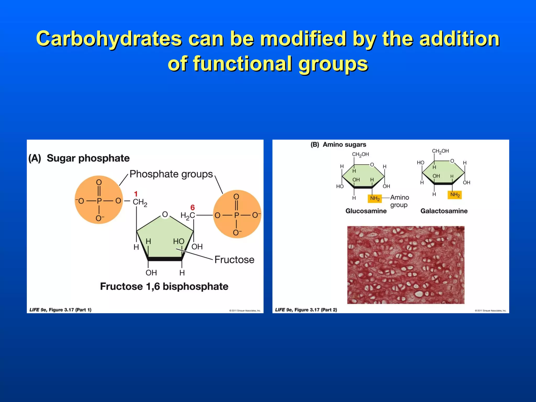 Carbohydrates can be modified by the addition
            of functional groups
 