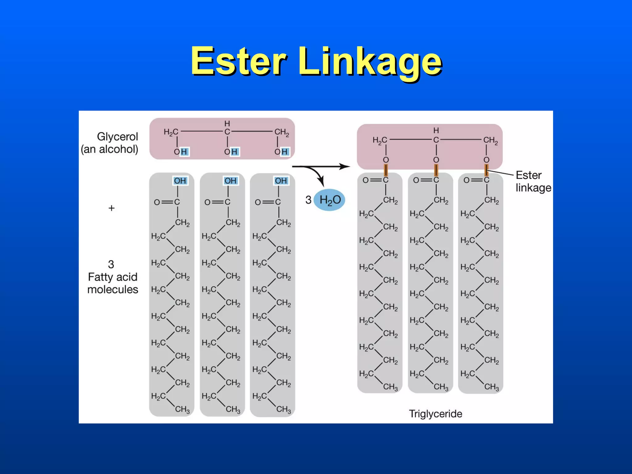 Ester Linkage
 