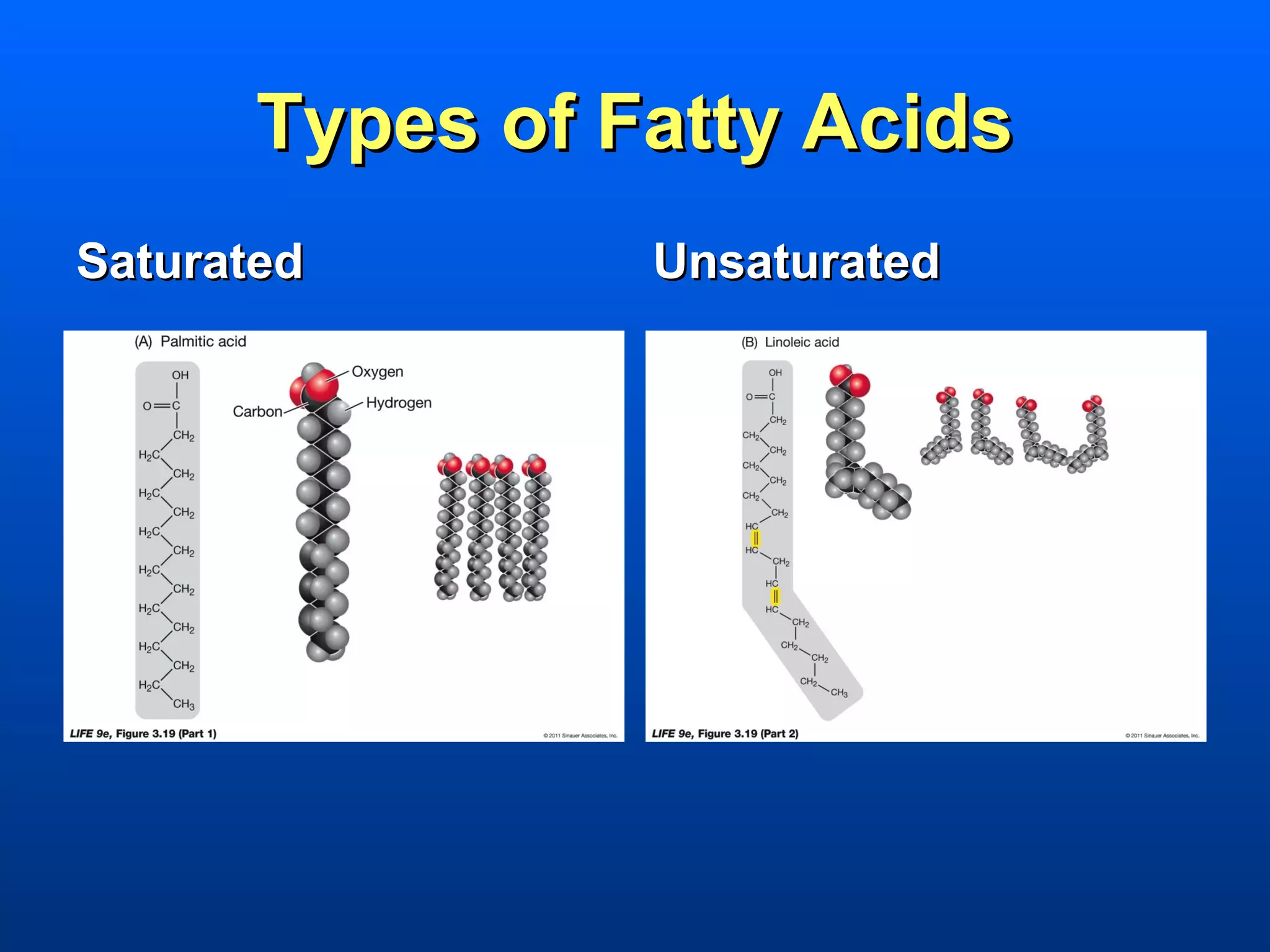 Types of Fatty Acids
Saturated        Unsaturated
 