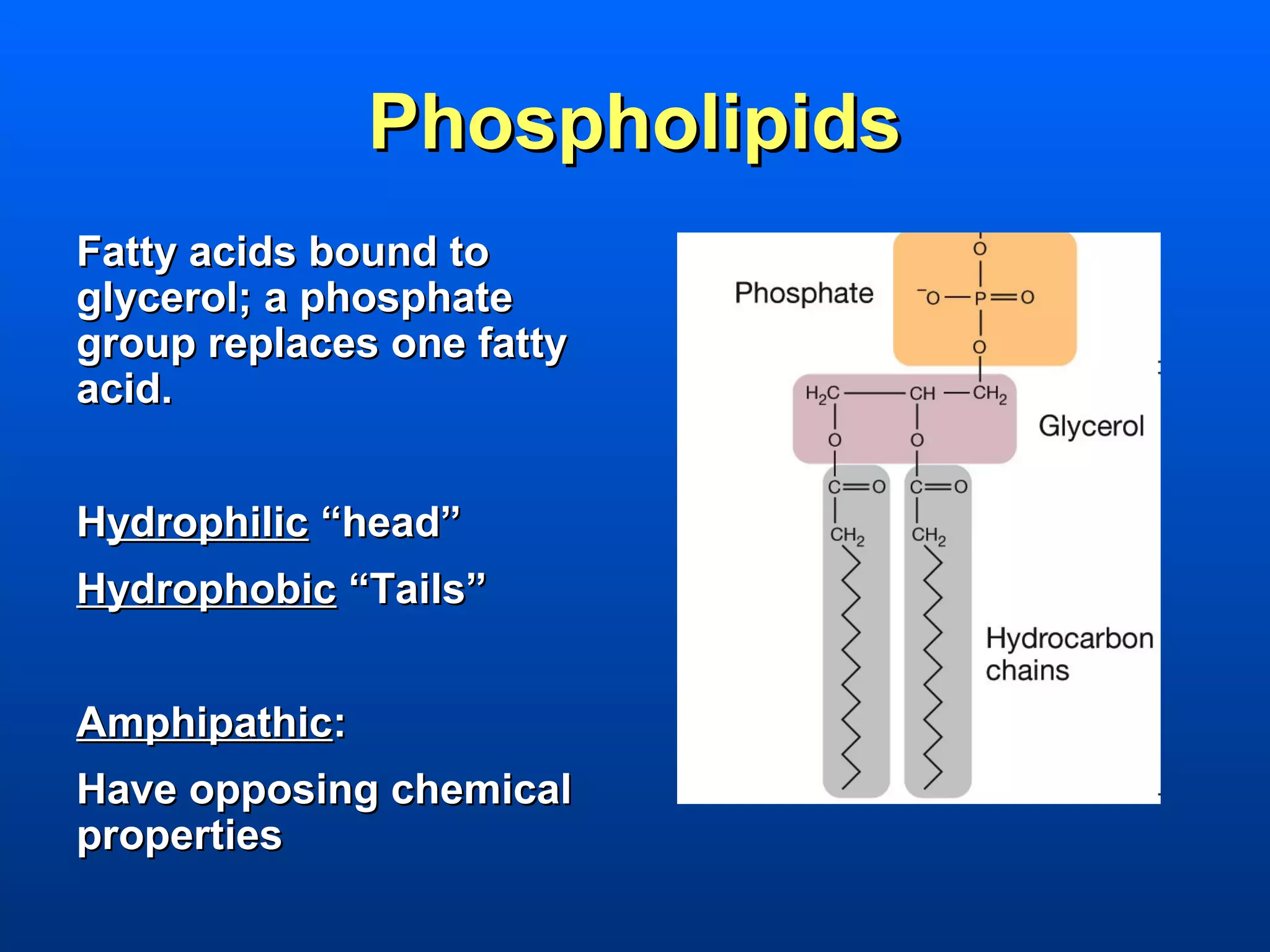 Phospholipids
Fatty acids bound to
glycerol; a phosphate
group replaces one fatty
acid.


Hydrophilic “head”
Hydrophobic “Tails”


Amphipathic:
Have opposing chemical
properties
 