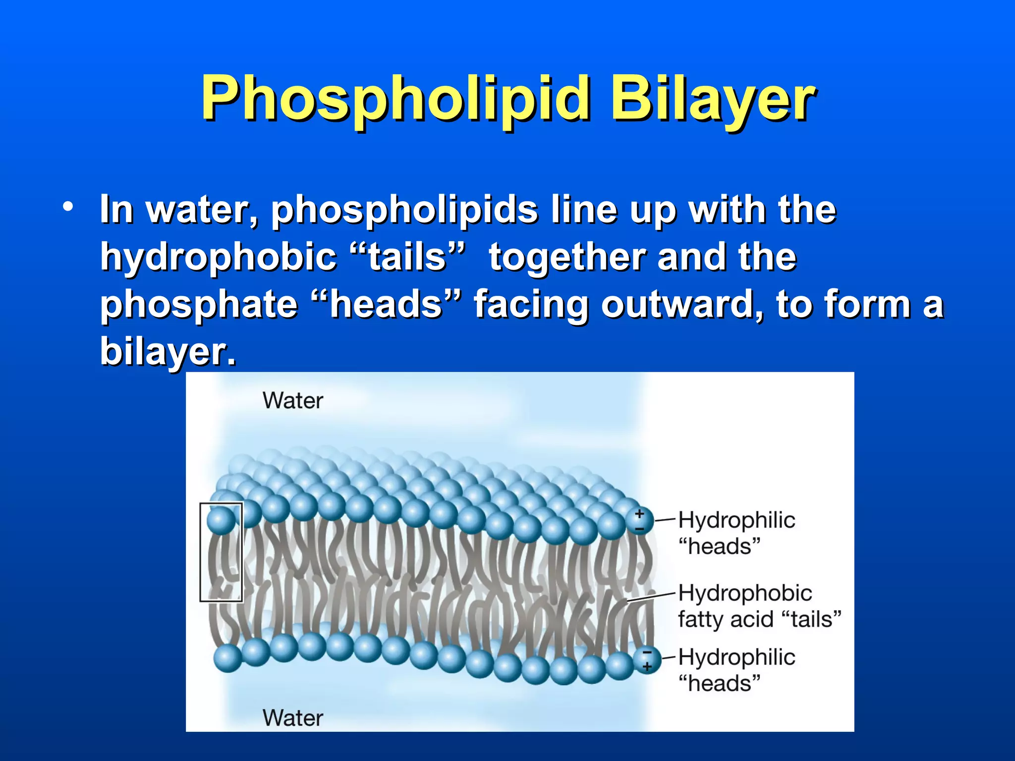 Phospholipid Bilayer
• In water, phospholipids line up with the
  hydrophobic “tails” together and the
  phosphate “heads” facing outward, to form a
  bilayer.
 
