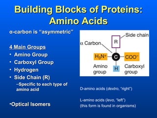 Building Blocks of Proteins:
        Amino Acids
α-carbon is “asymmetric”

4 Main Groups
• Amino Group
• Carboxyl Group
• Hydrogen
• Side Chain (R)
  –Specific to each type of
  amino acid                  D-amino acids (dextro, “right”)

                              L-amino acids (levo, “left”)
•Optical Isomers              (this form is found in organisms)
 