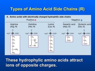 Types of Amino Acid Side Chains (R)




These hydrophylic amino acids attract
ions of opposite charges.
 