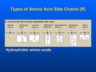 Types of Amino Acid Side Chains (R)




Hydrophobic amino acids
 