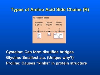 Types of Amino Acid Side Chains (R)




Cysteine: Can form disulfide bridges
Glycine: Smallest a.a. (Unique why?)
Proline: Causes “kinks” in protein structure
 