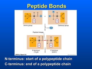 Peptide Bonds




N-terminus: start of a polypeptide chain
C-terminus: end of a polypeptide chain
 