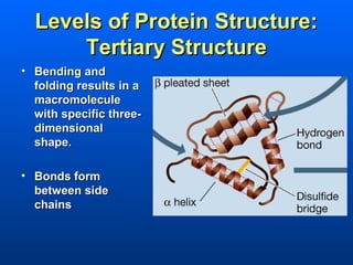Levels of Protein Structure:
      Tertiary Structure
• Bending and
  folding results in a
  macromolecule
  with specific three-
  dimensional
  shape.

• Bonds form
  between side
  chains
 