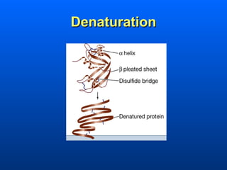 Denaturation
 