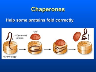 Chaperones
Help some proteins fold correctly
 