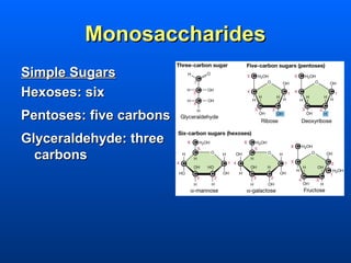 Monosaccharides
Simple Sugars
Hexoses: six
Pentoses: five carbons
Glyceraldehyde: three
  carbons
 