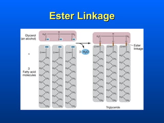 Ester Linkage
 