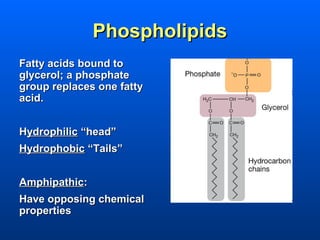 Phospholipids
Fatty acids bound to
glycerol; a phosphate
group replaces one fatty
acid.


Hydrophilic “head”
Hydrophobic “Tails”


Amphipathic:
Have opposing chemical
properties
 