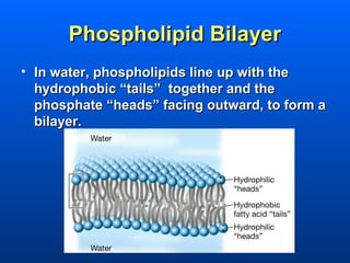Phospholipid Bilayer
• In water, phospholipids line up with the
  hydrophobic “tails” together and the
  phosphate “heads” facing outward, to form a
  bilayer.
 