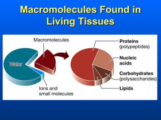 Macromolecules Found in
     Living Tissues
 