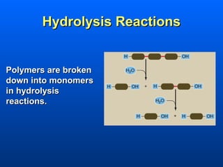 Hydrolysis Reactions


Polymers are broken
down into monomers
in hydrolysis
reactions.
 