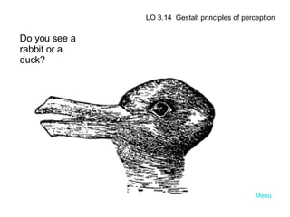 Sensation & Perception | PPT