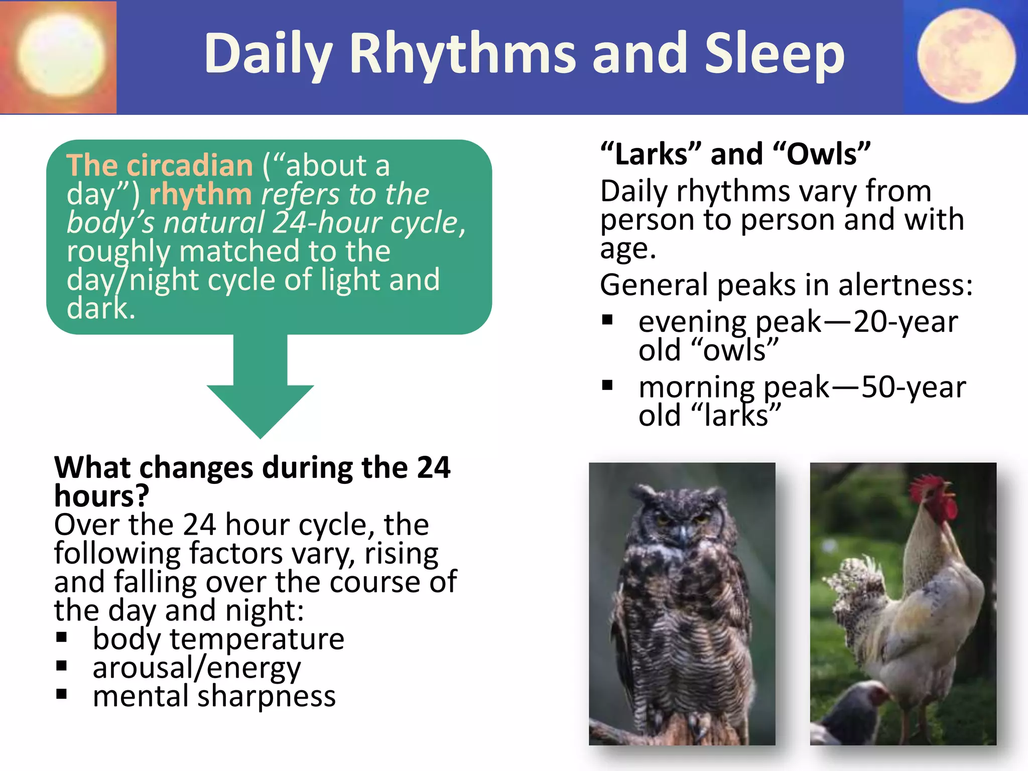 Daily Rhythms and Sleep
The circadian (“about a
day”) rhythm refers to the
body’s natural 24-hour cycle,
roughly matched to the
day/night cycle of light and
dark.
What changes during the 24
hours?
Over the 24 hour cycle, the
following factors vary, rising
and falling over the course of
the day and night:
 body temperature
 arousal/energy
 mental sharpness
“Larks” and “Owls”
Daily rhythms vary from
person to person and with
age.
General peaks in alertness:
 evening peak—20-year
old “owls”
 morning peak—50-year
old “larks”
 