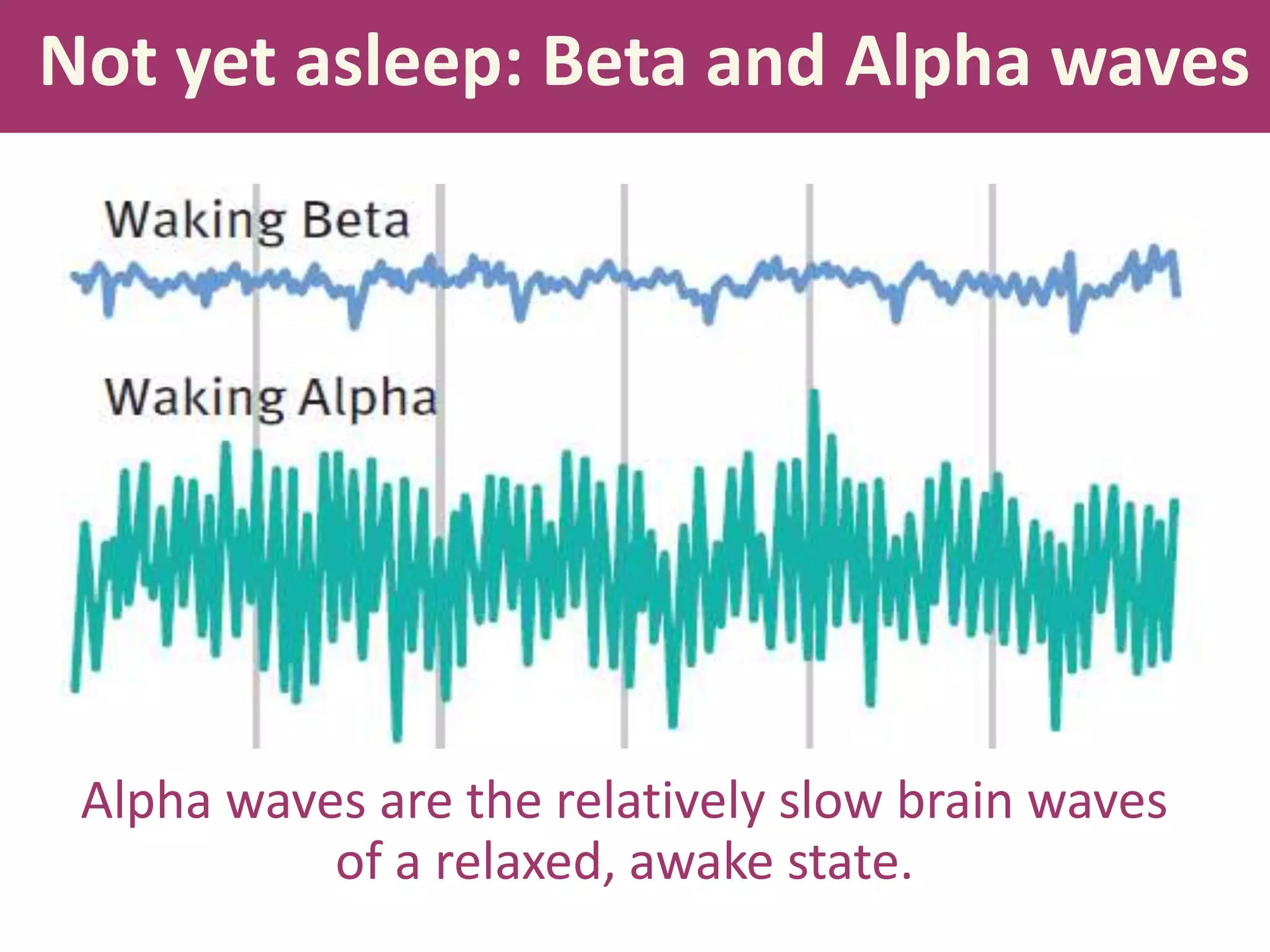 Not yet asleep: Beta and Alpha waves
Alpha waves are the relatively slow brain waves
of a relaxed, awake state.
 
