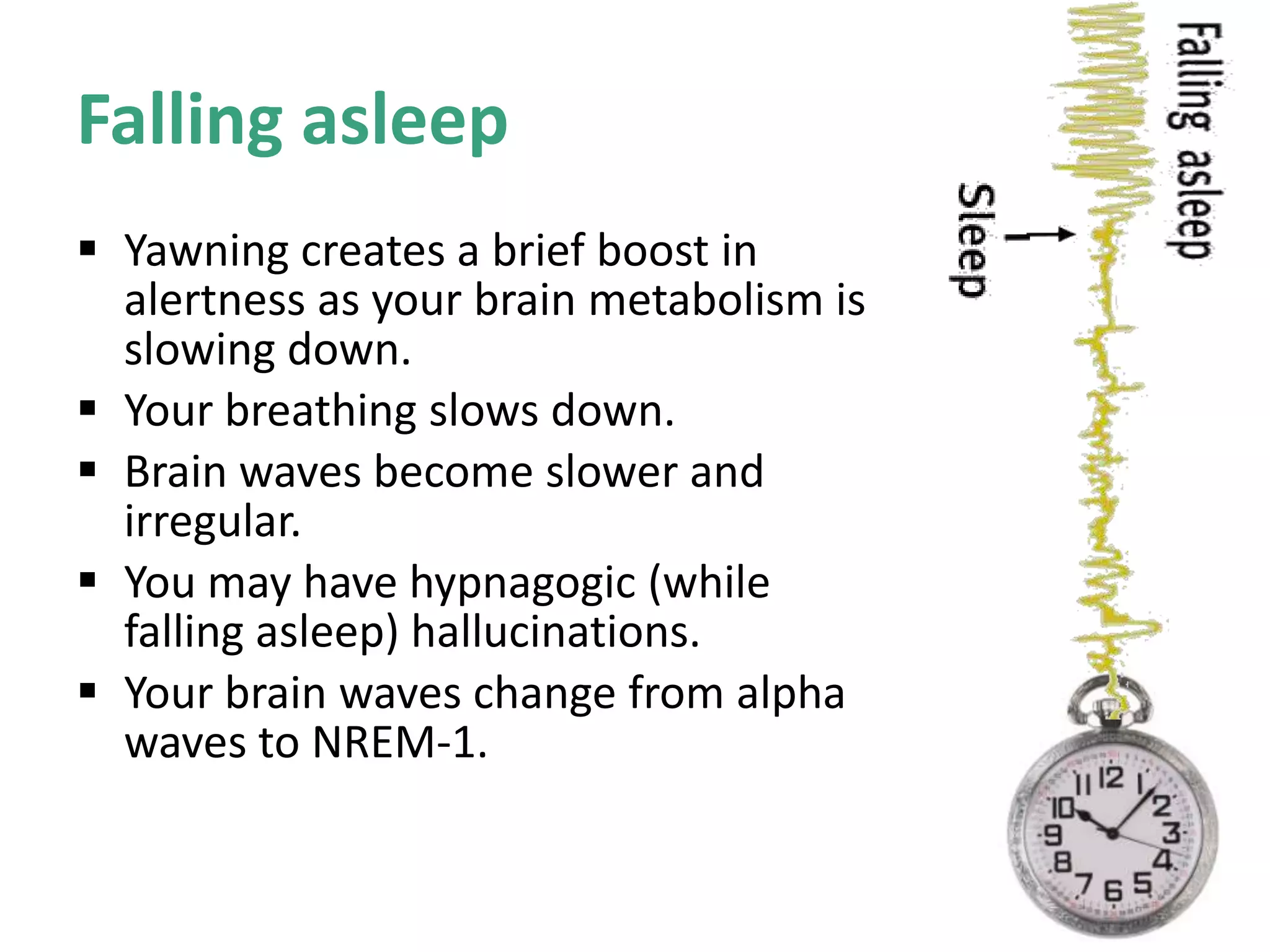 Falling asleep
 Yawning creates a brief boost in
alertness as your brain metabolism is
slowing down.
 Your breathing slows down.
 Brain waves become slower and
irregular.
 You may have hypnagogic (while
falling asleep) hallucinations.
 Your brain waves change from alpha
waves to NREM-1.
 