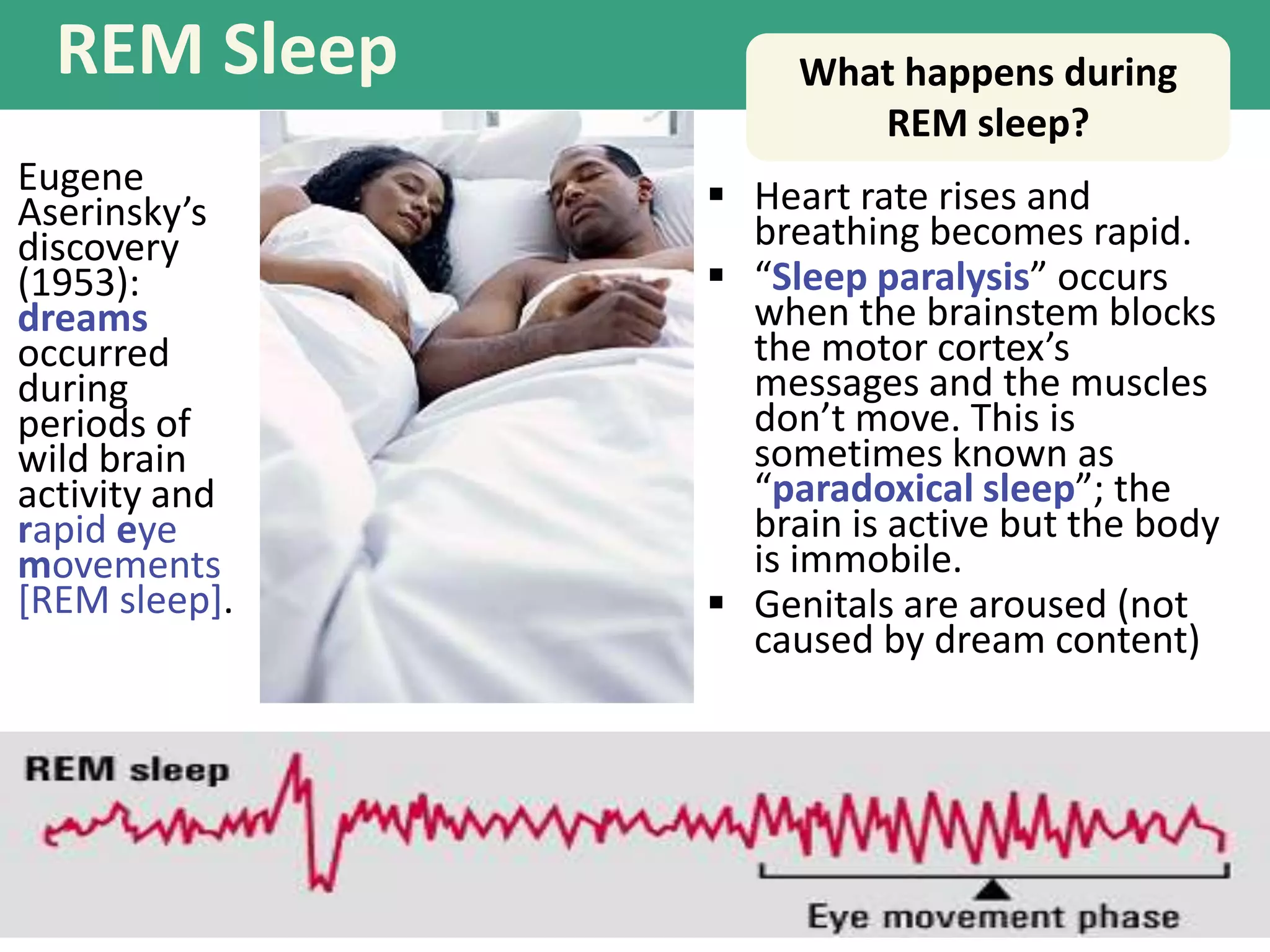 REM Sleep
Eugene
Aserinsky’s
discovery
(1953):
dreams
occurred
during
periods of
wild brain
activity and
rapid eye
movements
[REM sleep].
 Heart rate rises and
breathing becomes rapid.
 “Sleep paralysis” occurs
when the brainstem blocks
the motor cortex’s
messages and the muscles
don’t move. This is
sometimes known as
“paradoxical sleep”; the
brain is active but the body
is immobile.
 Genitals are aroused (not
caused by dream content)
What happens during
REM sleep?
 
