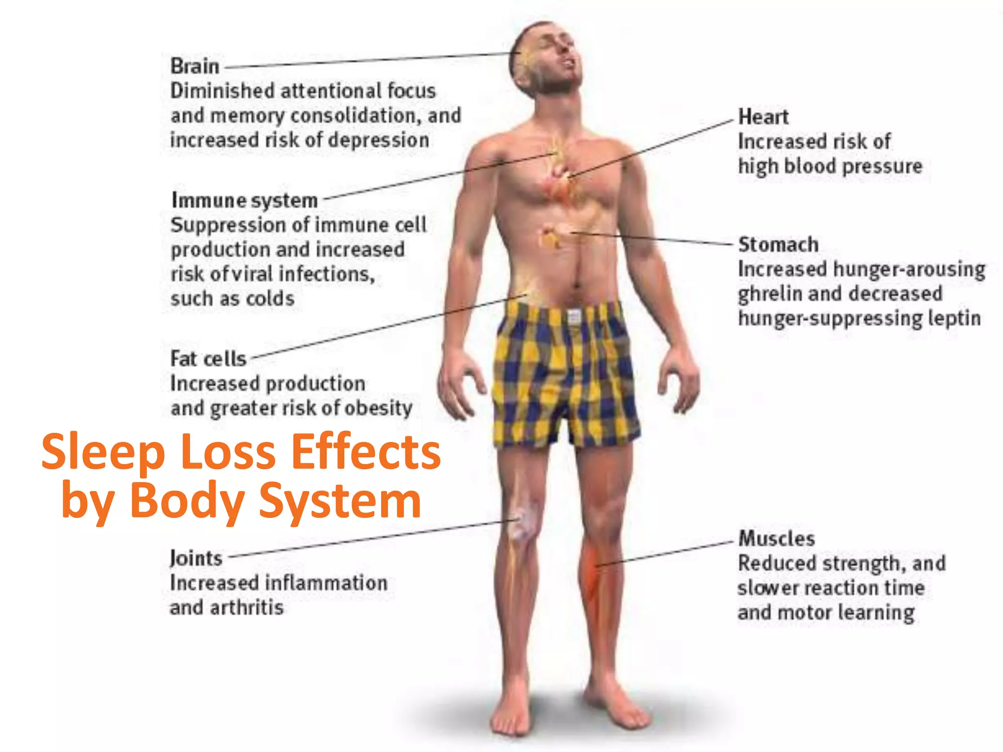 Sleep Loss Effects
by Body System
 