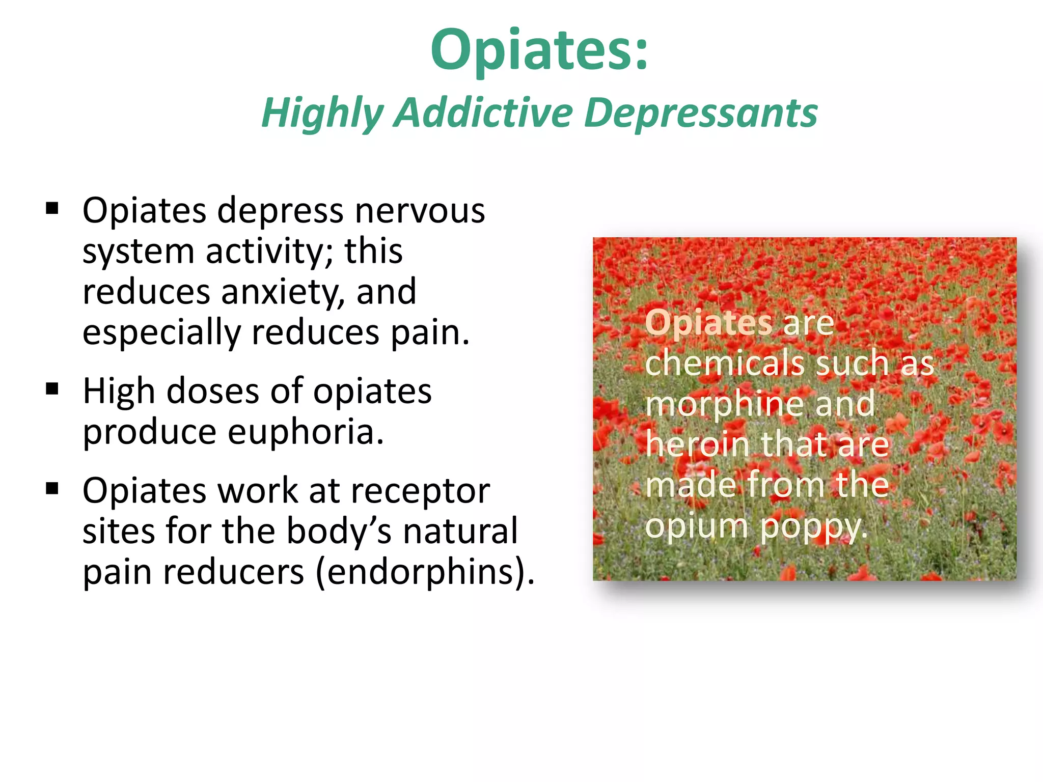 Opiates:
Highly Addictive Depressants
 Opiates depress nervous
system activity; this
reduces anxiety, and
especially reduces pain.
 High doses of opiates
produce euphoria.
 Opiates work at receptor
sites for the body’s natural
pain reducers (endorphins).
Opiates are
chemicals such as
morphine and
heroin that are
made from the
opium poppy.
 