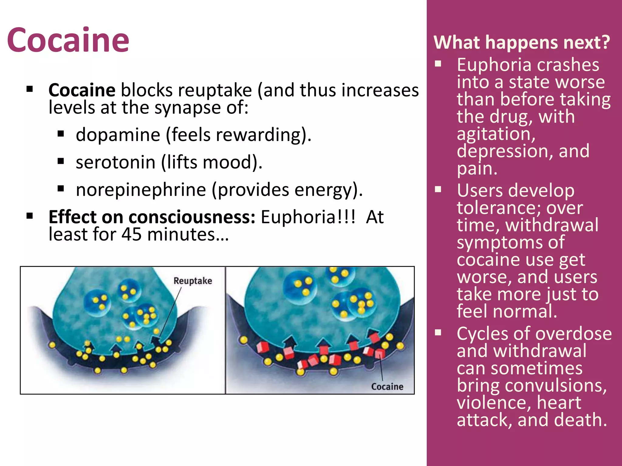 Cocaine
 Cocaine blocks reuptake (and thus increases
levels at the synapse of:
 dopamine (feels rewarding).
 serotonin (lifts mood).
 norepinephrine (provides energy).
 Effect on consciousness: Euphoria!!! At
least for 45 minutes…
What happens next?
 Euphoria crashes
into a state worse
than before taking
the drug, with
agitation,
depression, and
pain.
 Users develop
tolerance; over
time, withdrawal
symptoms of
cocaine use get
worse, and users
take more just to
feel normal.
 Cycles of overdose
and withdrawal
can sometimes
bring convulsions,
violence, heart
attack, and death.
 