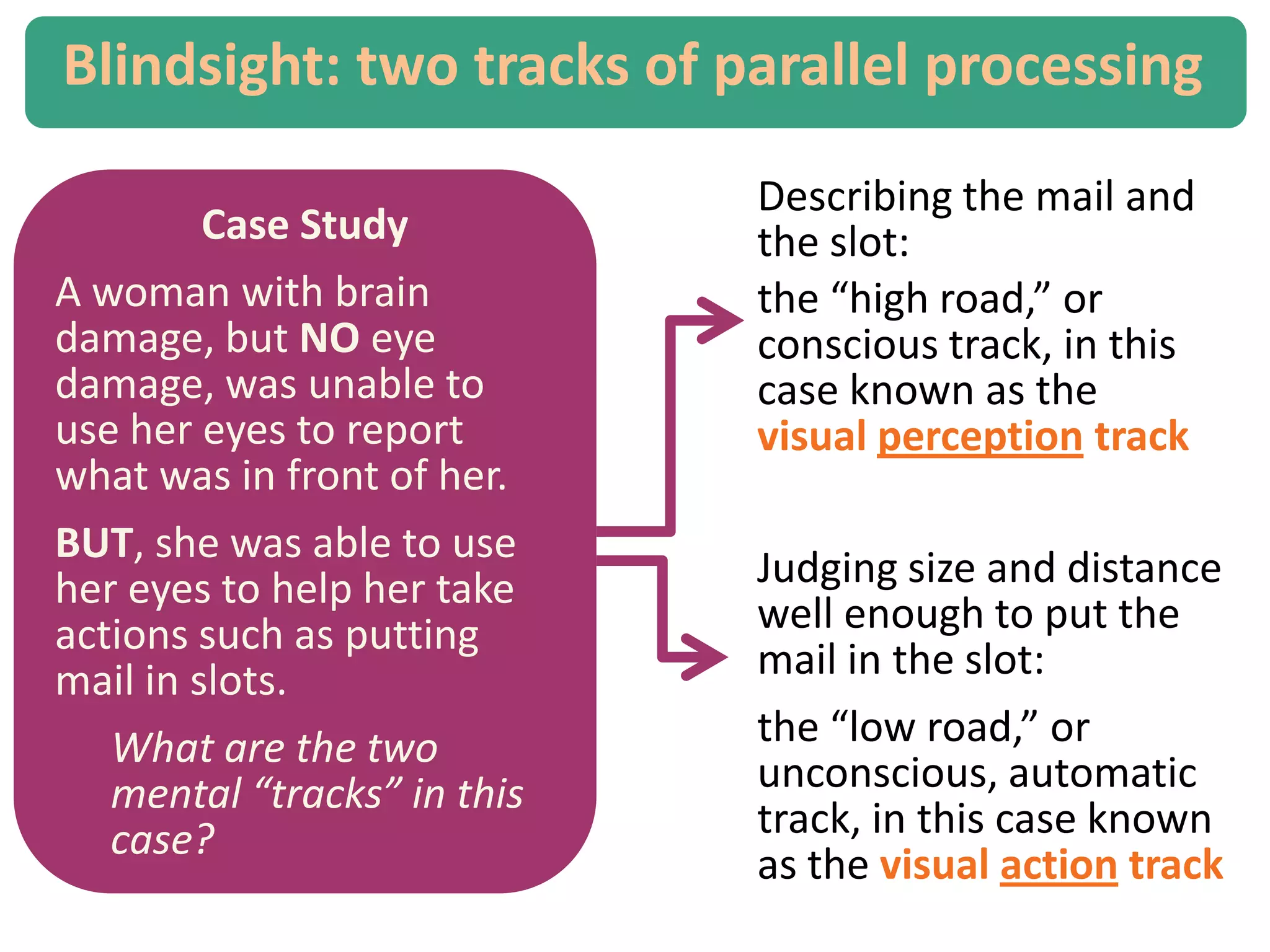 Case Study
A woman with brain
damage, but NO eye
damage, was unable to
use her eyes to report
what was in front of her.
BUT, she was able to use
her eyes to help her take
actions such as putting
mail in slots.
What are the two
mental “tracks” in this
case?
Blindsight: two tracks of parallel processing
Judging size and distance
well enough to put the
mail in the slot:
the “low road,” or
unconscious, automatic
track, in this case known
as the visual action track
Describing the mail and
the slot:
the “high road,” or
conscious track, in this
case known as the
visual perception track
 