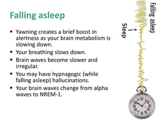 Falling asleep
 Yawning creates a brief boost in
alertness as your brain metabolism is
slowing down.
 Your breathing slows down.
 Brain waves become slower and
irregular.
 You may have hypnagogic (while
falling asleep) hallucinations.
 Your brain waves change from alpha
waves to NREM-1.
 