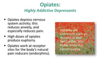 Opiates:
Highly Addictive Depressants
 Opiates depress nervous
system activity; this
reduces anxiety, and
especially reduces pain.
 High doses of opiates
produce euphoria.
 Opiates work at receptor
sites for the body’s natural
pain reducers (endorphins).
Opiates are
chemicals such as
morphine and
heroin that are
made from the
opium poppy.
 