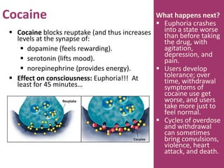 Cocaine
 Cocaine blocks reuptake (and thus increases
levels at the synapse of:
 dopamine (feels rewarding).
 serotonin (lifts mood).
 norepinephrine (provides energy).
 Effect on consciousness: Euphoria!!! At
least for 45 minutes…
What happens next?
 Euphoria crashes
into a state worse
than before taking
the drug, with
agitation,
depression, and
pain.
 Users develop
tolerance; over
time, withdrawal
symptoms of
cocaine use get
worse, and users
take more just to
feel normal.
 Cycles of overdose
and withdrawal
can sometimes
bring convulsions,
violence, heart
attack, and death.
 