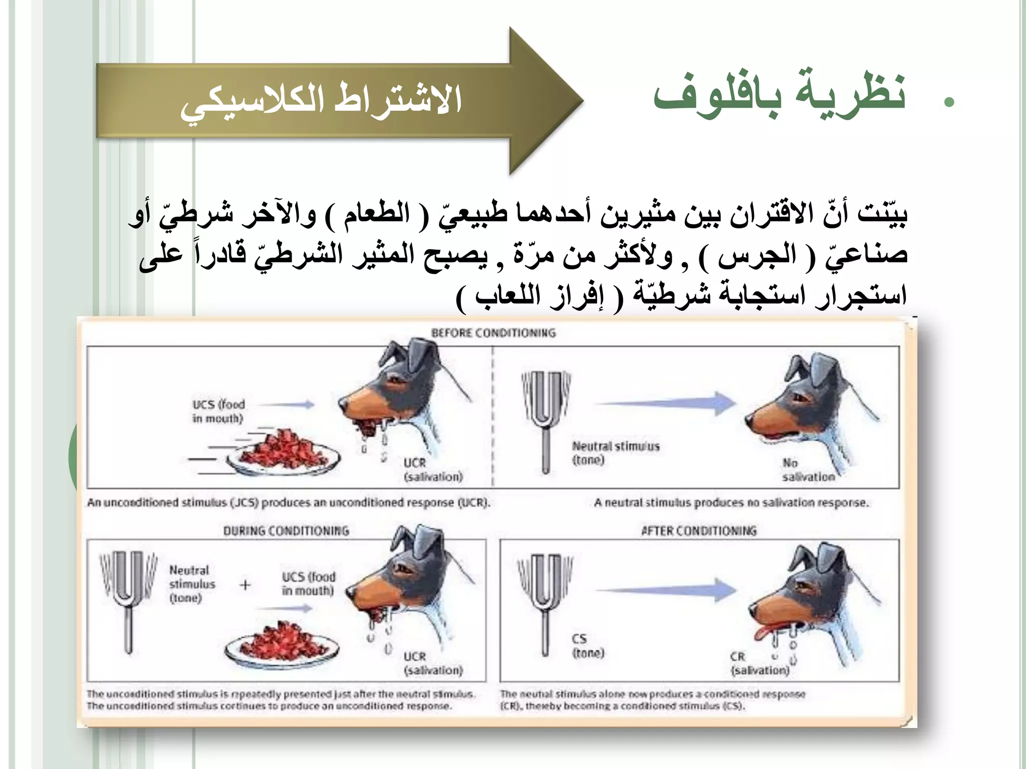 ‫•‬

‫نظرية بافلوف‬

‫االشتراط الكالسيكي‬

‫بيّنت أنّ االقتران بين مثيرين أحدهما طبيعي ( الطعام ) واآلخر شرطي أو‬
‫ّ‬
‫ّ‬
‫صناعي ( الجرس ) , وألكثر من مرة , يصبح المثير الشرطي قادرا على‬
‫ّ‬
‫ّ‬
‫ّ‬
‫استجرار استجابة شرطيّة ( إفراز اللعاب )‬

 