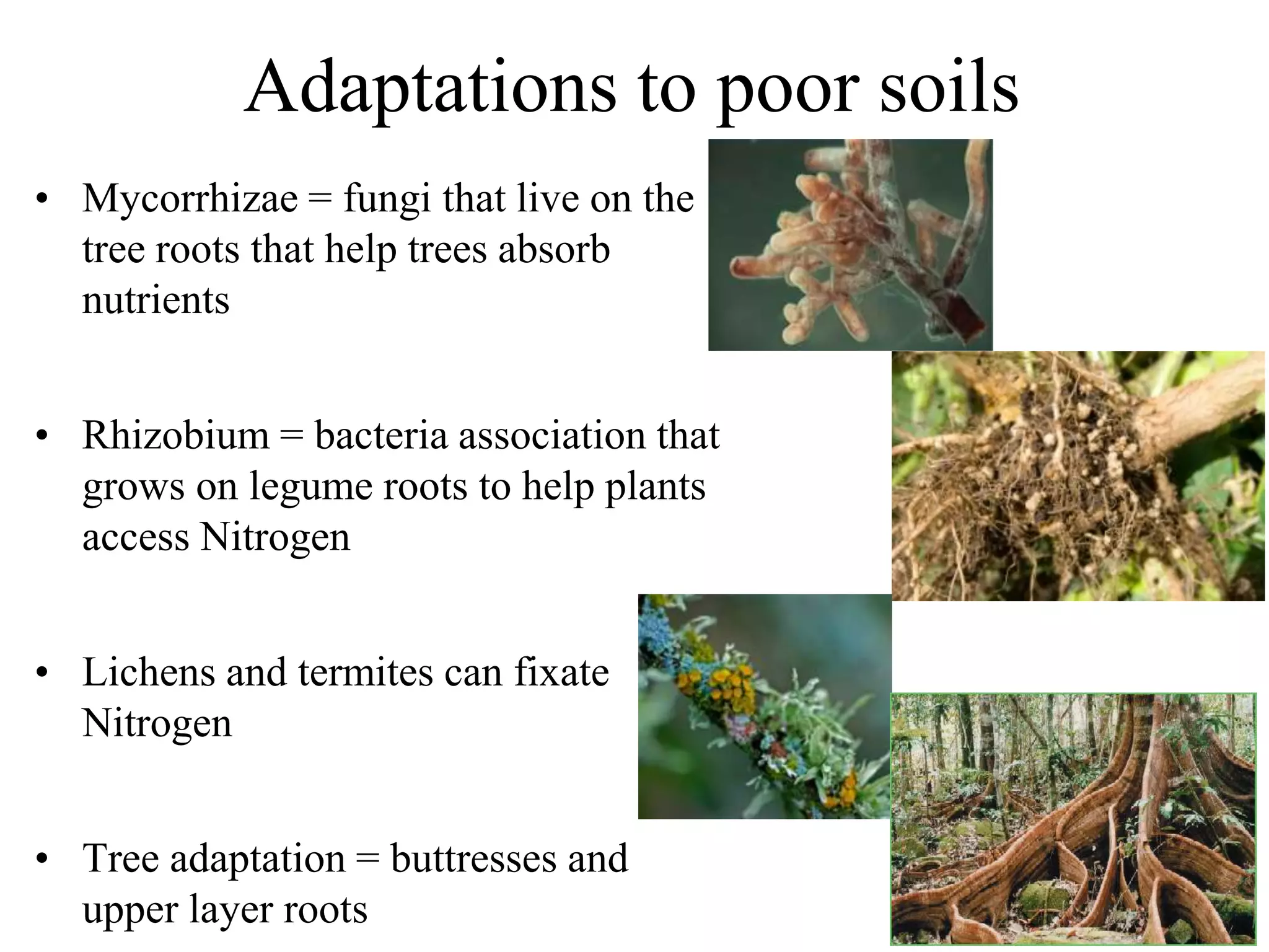 Adaptations to poor soils
• Mycorrhizae = fungi that live on the
tree roots that help trees absorb
nutrients
• Rhizobium = bacteria association that
grows on legume roots to help plants
access Nitrogen

• Lichens and termites can fixate
Nitrogen
• Tree adaptation = buttresses and
upper layer roots

 