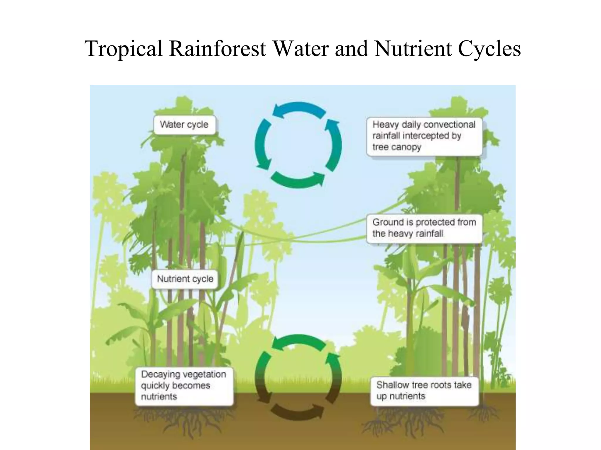 Tropical Rainforest Water and Nutrient Cycles

 