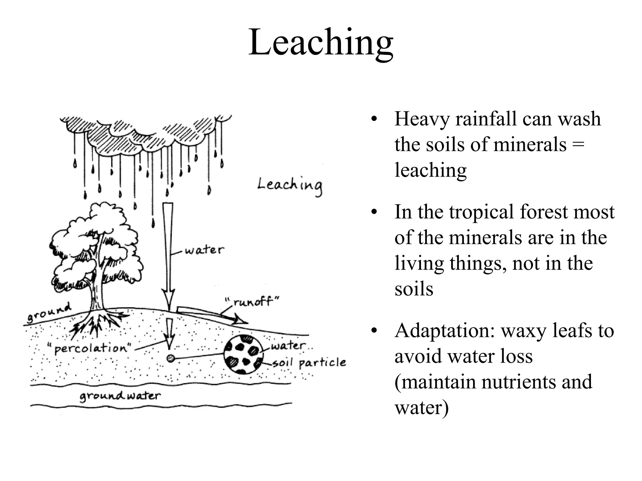 Leaching
• Heavy rainfall can wash
the soils of minerals =
leaching
• In the tropical forest most
of the minerals are in the
living things, not in the
soils
• Adaptation: waxy leafs to
avoid water loss
(maintain nutrients and
water)

 