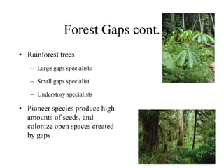 Forest Gaps cont.
• Rainforest trees
– Large gaps specialists
– Small gaps specialist
– Understory specialists

• Pioneer species produce high
amounts of seeds, and
colonize open spaces created
by gaps

 