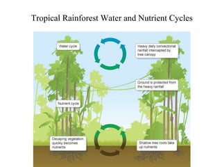 Tropical Rainforest Water and Nutrient Cycles

 
