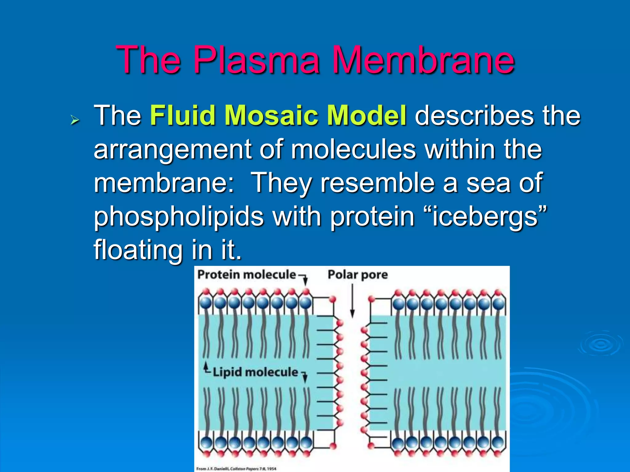The Plasma Membrane
 The Fluid Mosaic Model describes the
arrangement of molecules within the
membrane: They resemble a sea of
phospholipids with protein “icebergs”
floating in it.
 