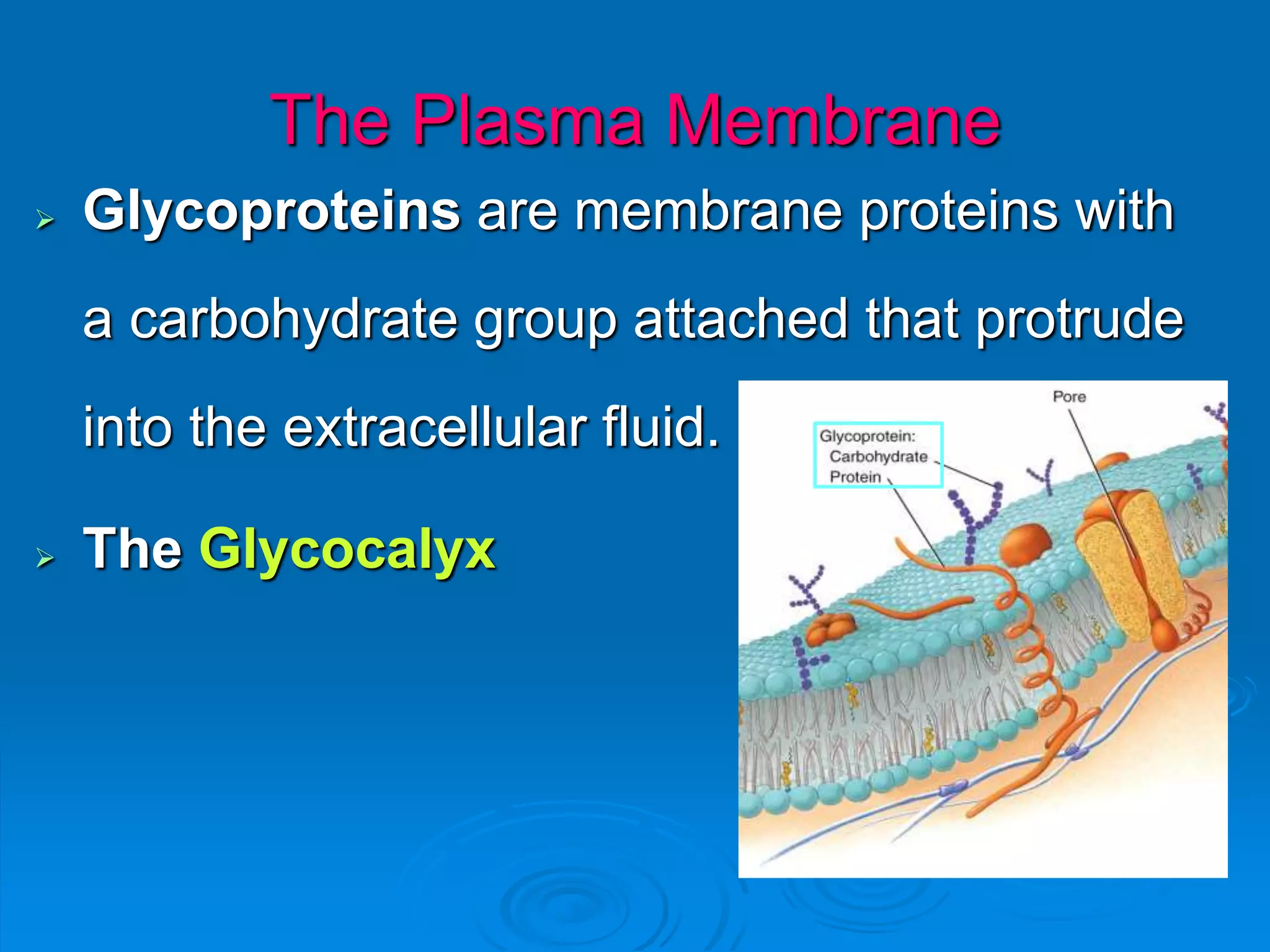 The Plasma Membrane
 Glycoproteins are membrane proteins with
a carbohydrate group attached that protrude
into the extracellular fluid.
 The Glycocalyx
 