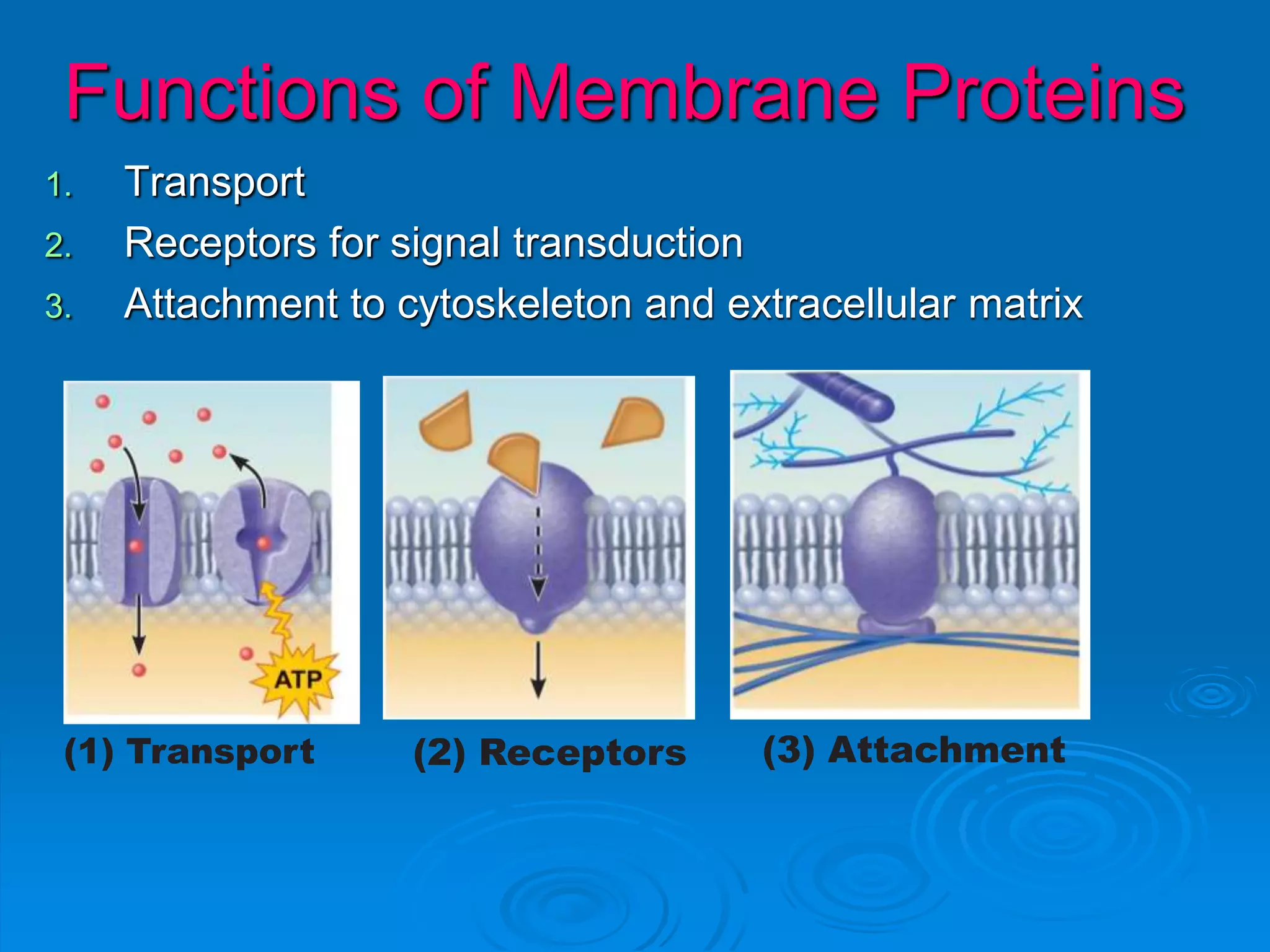 Functions of Membrane Proteins
1. Transport
2. Receptors for signal transduction
3. Attachment to cytoskeleton and extracellular matrix
(1) Transport (2) Receptors (3) Attachment
 