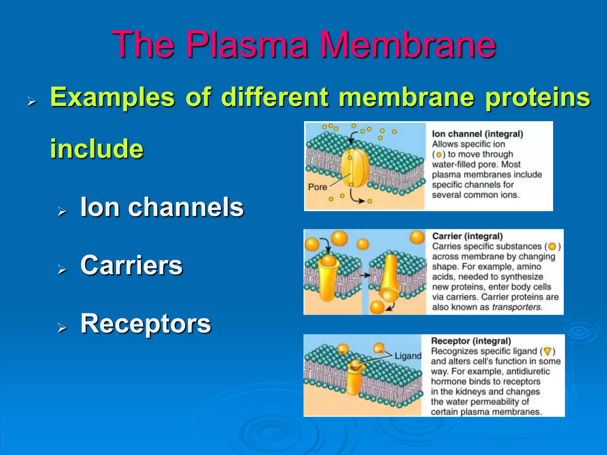 The Plasma Membrane
 Examples of different membrane proteins
include
 Ion channels
 Carriers
 Receptors
 