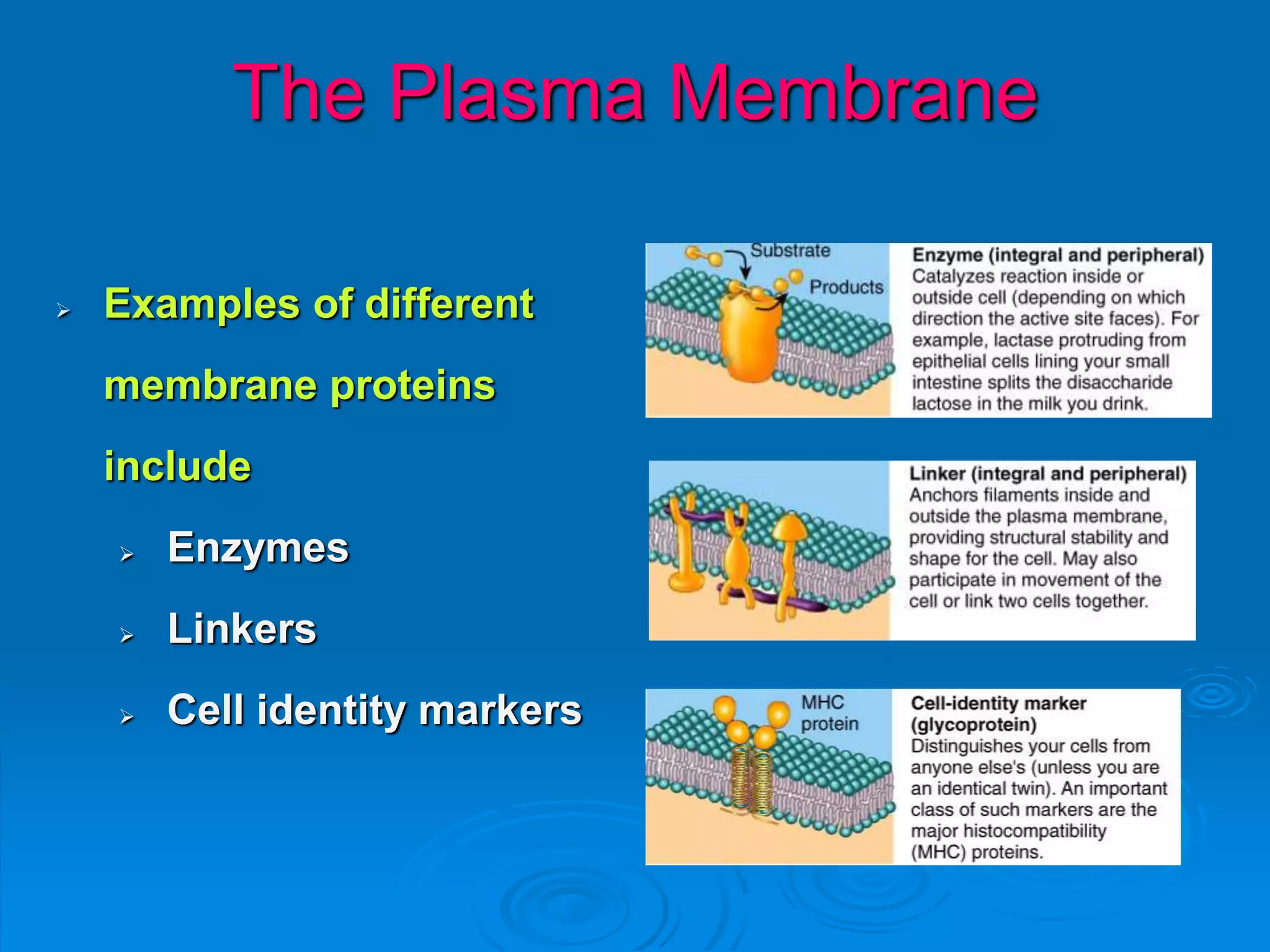 The Plasma Membrane
 Examples of different
membrane proteins
include
 Enzymes
 Linkers
 Cell identity markers
 
