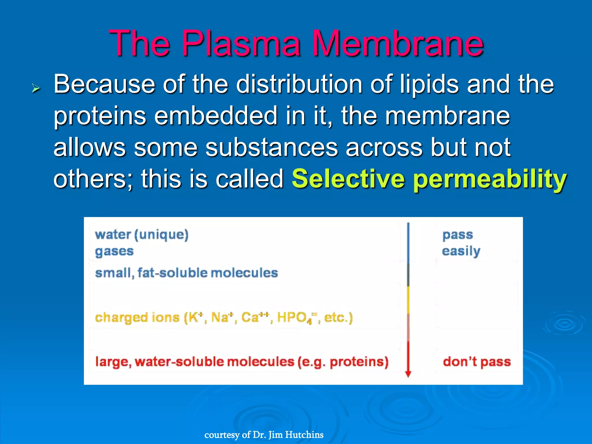  Because of the distribution of lipids and the
proteins embedded in it, the membrane
allows some substances across but not
others; this is called Selective permeability
The Plasma Membrane
courtesy of Dr. Jim Hutchins
 