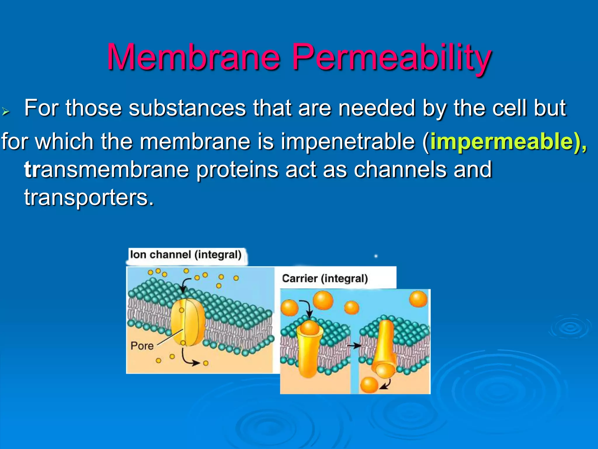 Membrane Permeability
 For those substances that are needed by the cell but
for which the membrane is impenetrable (impermeable),
transmembrane proteins act as channels and
transporters.
 