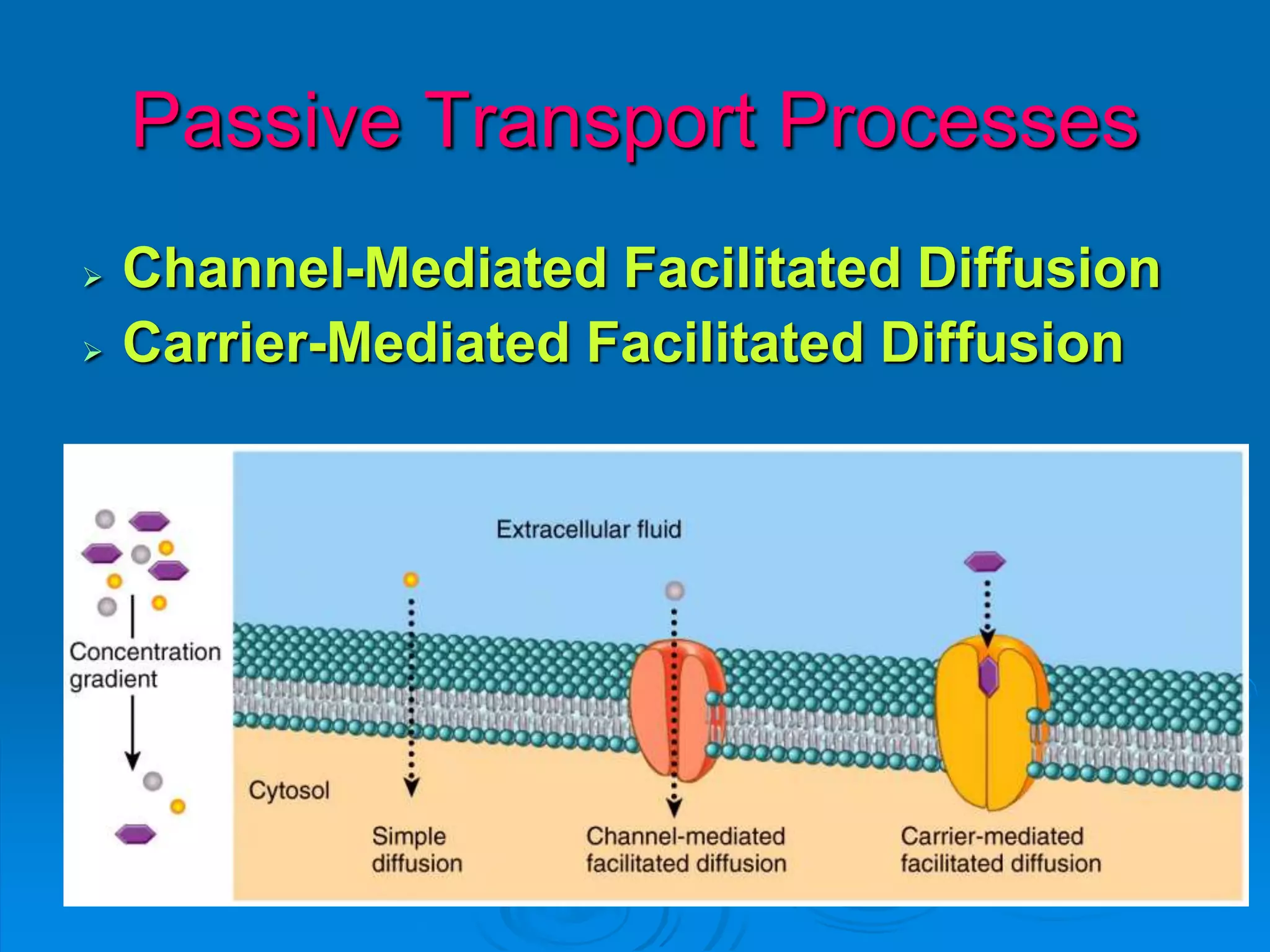 Passive Transport Processes
 Channel-Mediated Facilitated Diffusion
 Carrier-Mediated Facilitated Diffusion
 