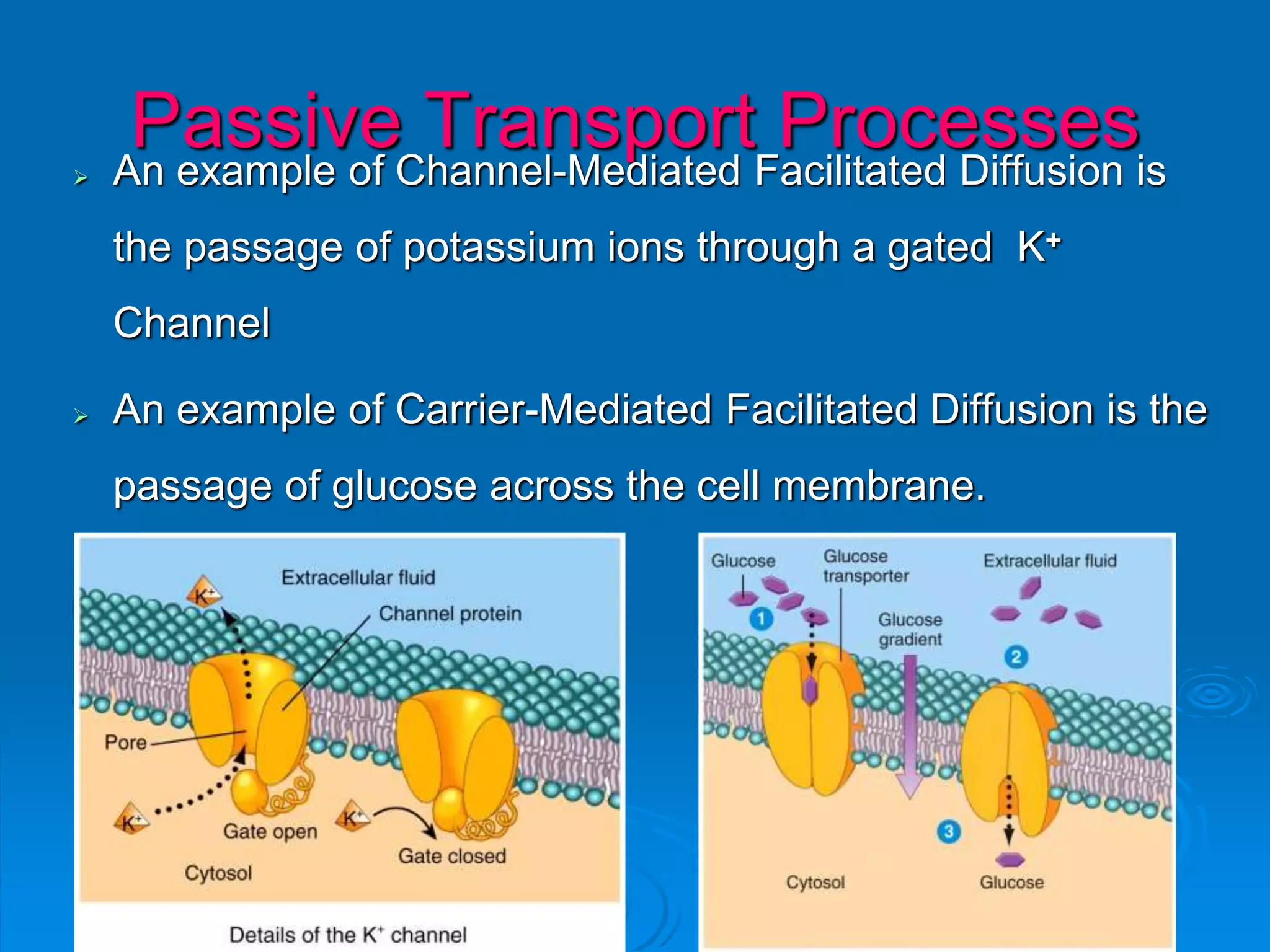 Passive Transport Processes An example of Channel-Mediated Facilitated Diffusion is
the passage of potassium ions through a gated K+
Channel
 An example of Carrier-Mediated Facilitated Diffusion is the
passage of glucose across the cell membrane.
 